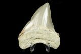 Serrated, Fossil Megalodon Tooth - Aurora, North Carolina #176579-2